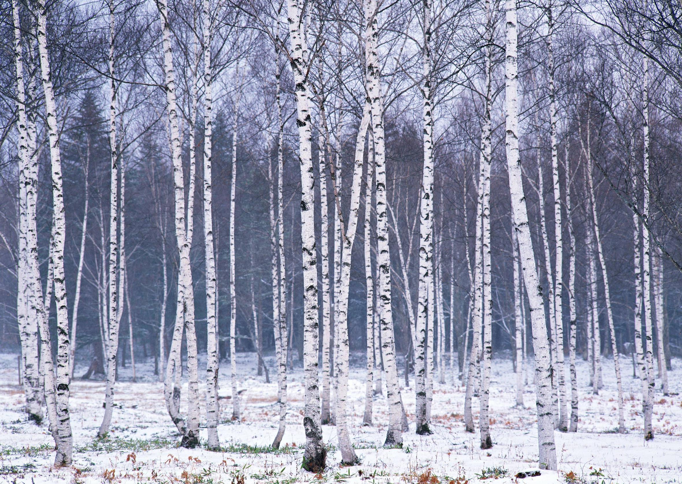 Birch Trees Winter Wallpaper
