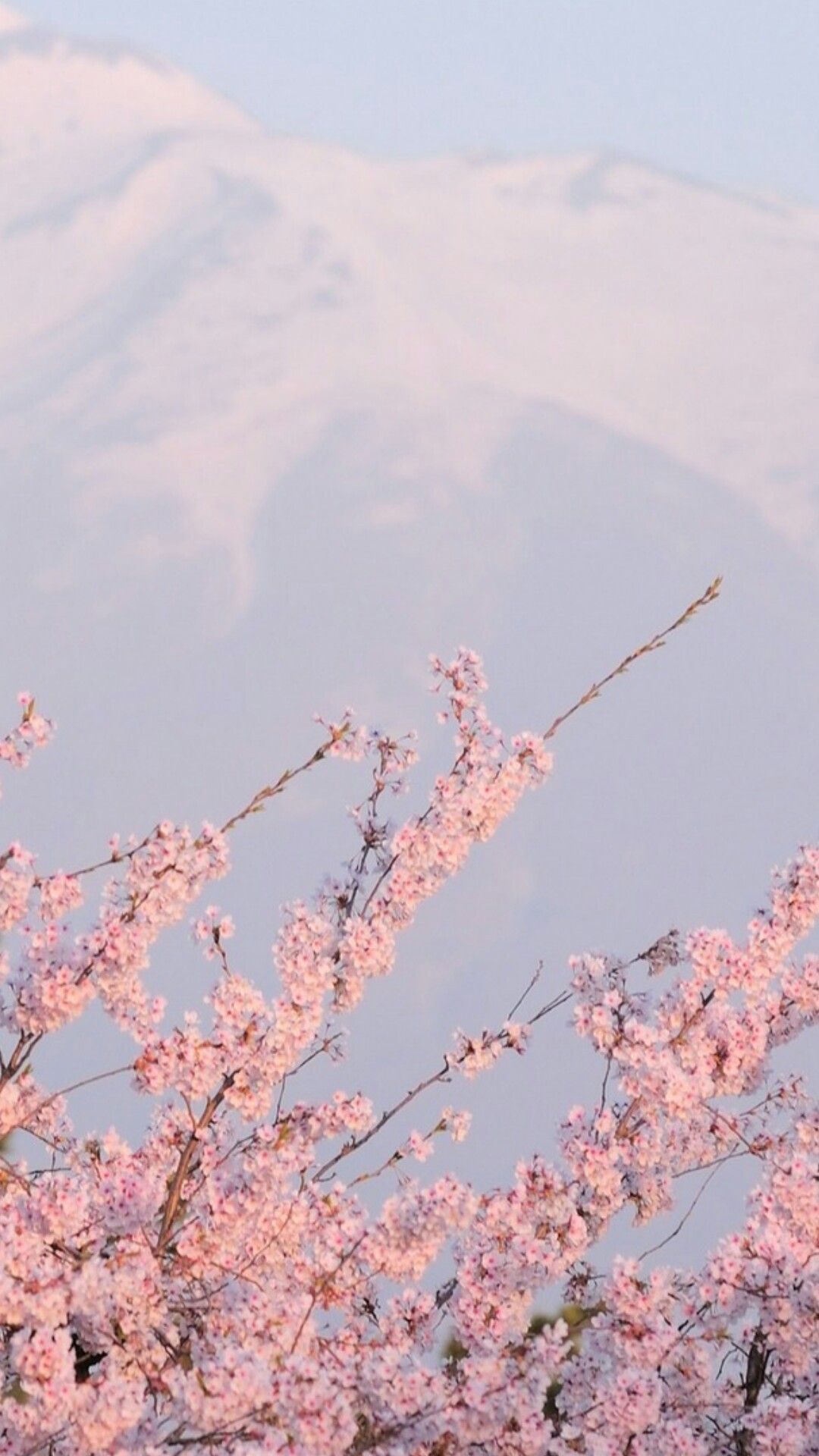 Aesthetic Sakura Wallpaper