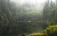 Forest and Lake Wallpaper
