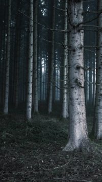 Forest Iphone Wallpaper