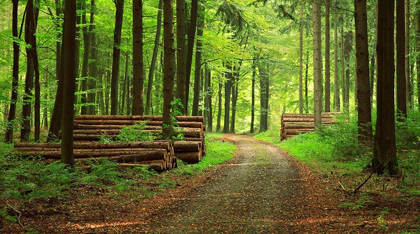 Forest Path Wallpaper