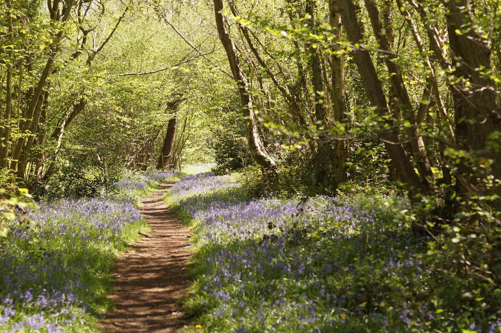 Forest Path Wallpaper Desktop Kolpaper Awesome Free Hd Wallpapers