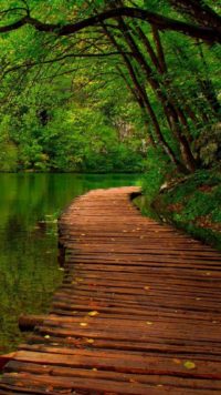 Forest Path Wallpaper Iphone