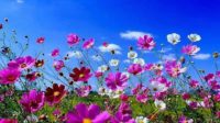 Spring Flowers Wallpaper