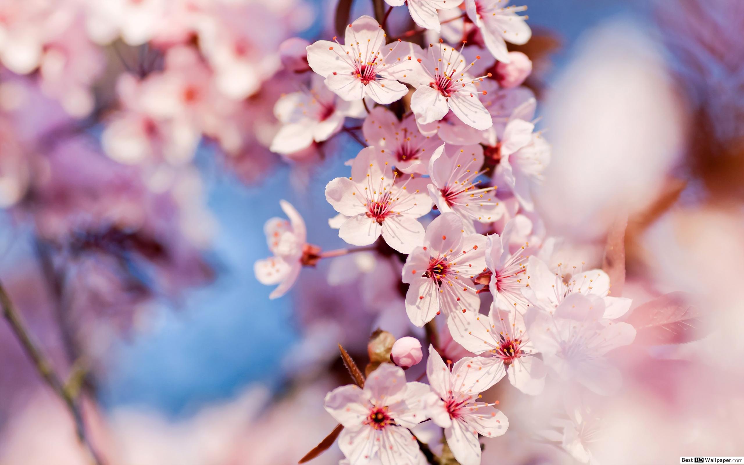 4K Cherry Blossom Wallpaper - KoLPaPer - Awesome Free HD Wallpapers