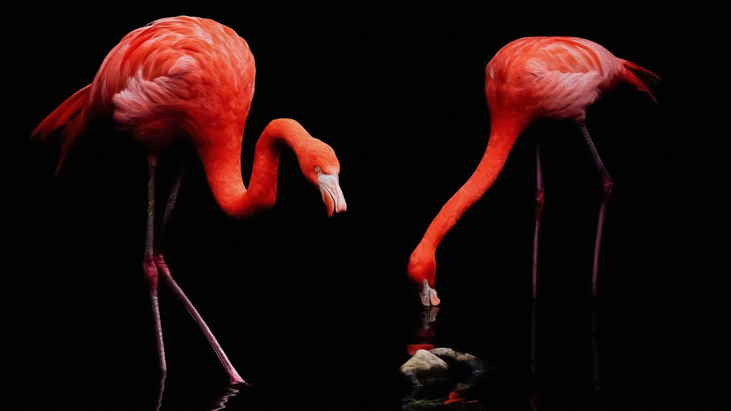 4k Flamingo Wallpaper Kolpaper Awesome Free Hd Wallpapers