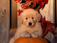 Baby Golden Retriever Wallpaper