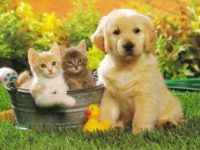 Baby Golden Retriever with Cats