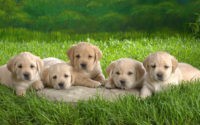 Baby Puppies Wallpaper