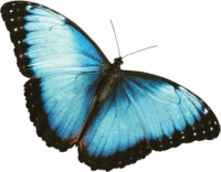 Blue Butterfly Transparent Wallpaper
