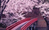 Bridge and Cherry Blossom Wallpaper
