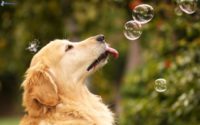 Bubble Golden Retriever Wallpaper