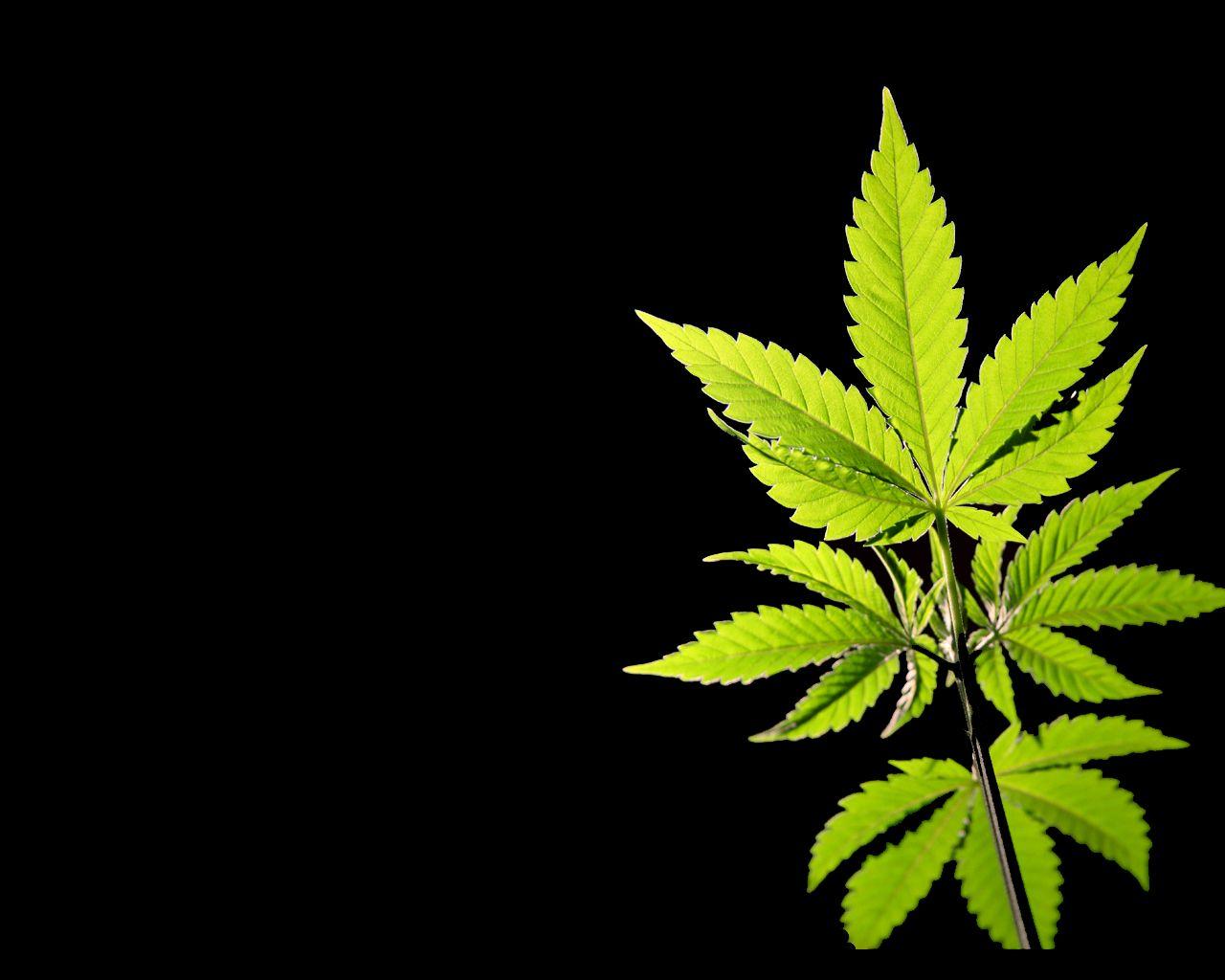 Cannabis 420 Wallpaper 1 Cannabis 420 Wallpaper