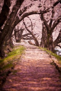 Cherry Blossom Path Wallpaper