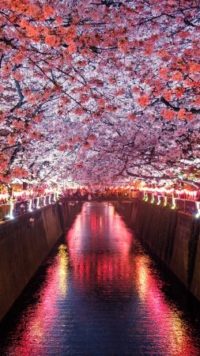 Cherry Blossom Wallpaper 4