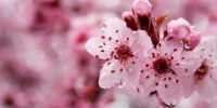 Cherry Blossom Wallpaper 7
