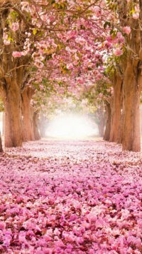 Cherry Blossom Wallpaper 8