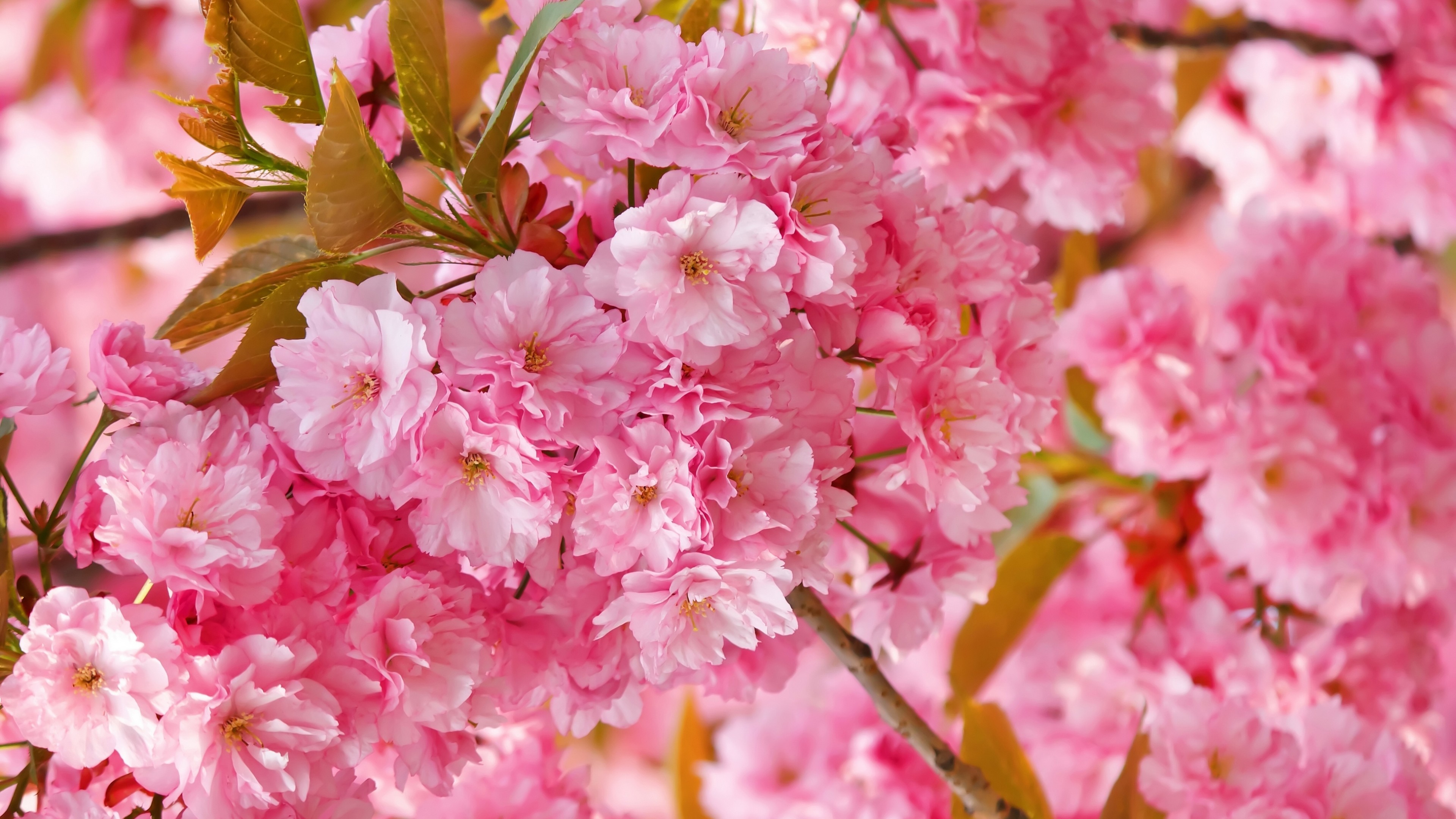 Cherry Blossom Wallpaper Hd 1 Cherry Blossom Wallpaper Hd