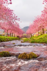 Cherry Blossom and River Wallpaper