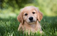 Cute Golden Retriever Wallpaper