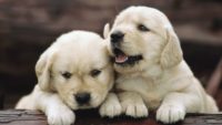Cute Puppies Wallpaper