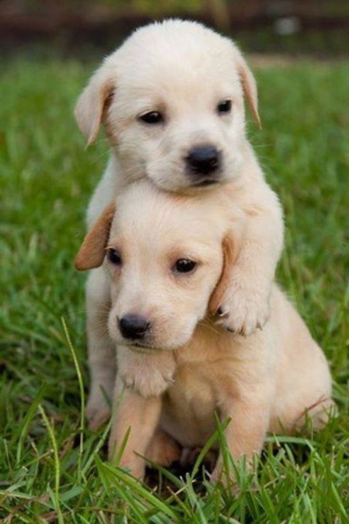 Cute Puppies Wallpaper Iphone - Kolpaper - Awesome Free Hd Wallpapers