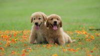 Cute Retriever Babies Wallpaper