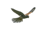 Flying Falcon Transparent Wallpaper