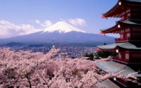 Fuji Cherry Blossom Wallpaper