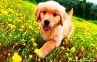 Golden Puppy Wallpaper