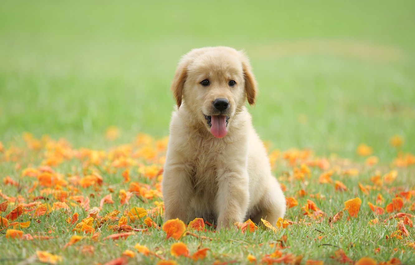 Golden Retriever Desktop Wallpaper 1 Golden Retriever Desktop Wallpaper