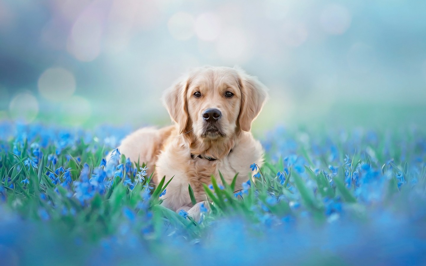 Golden Retriever Hd Background - KoLPaPer - Awesome Free HD Wallpapers