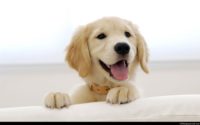 Golden Retriever Hd Wallpaper