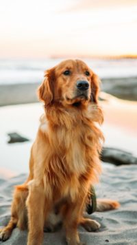 Golden Retriever Iphone Wallpaper