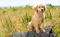 Golden Retriever Wallpaper 3