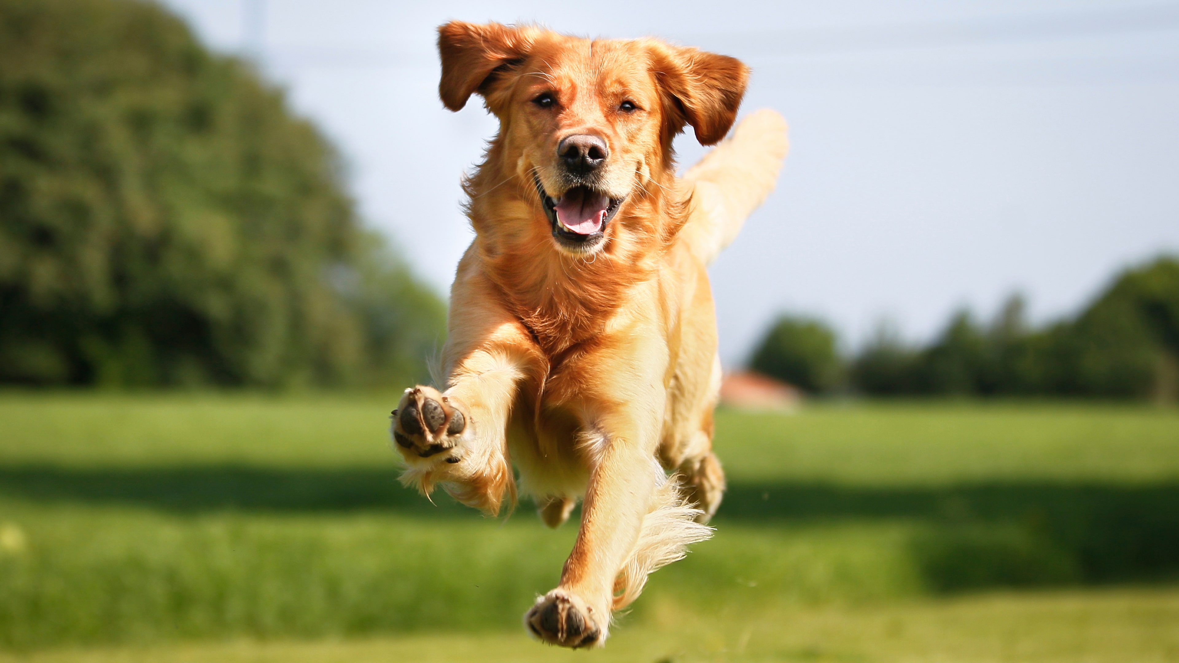 Golden Retriever Wallpaper Hd - KoLPaPer - Awesome Free HD Wallpapers