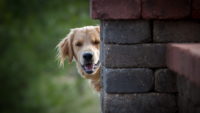 Hd Golden Retriever Wallpaper