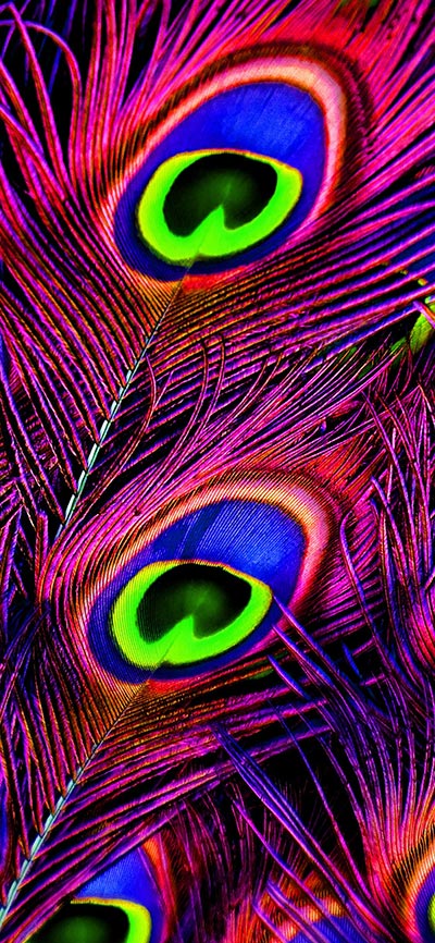 Peafowl Feather Iphone Wallpaper