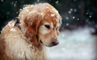Snow Golden Retriever Wallpaper