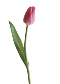 Tulip Transparent Background