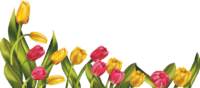 Tulip Transparent Images