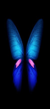 Wallpaper Butterfly Live