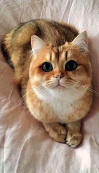 Cute Cat Iphone Wallpaper