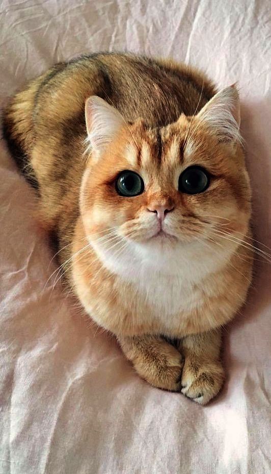 Cute Cat Iphone Wallpaper