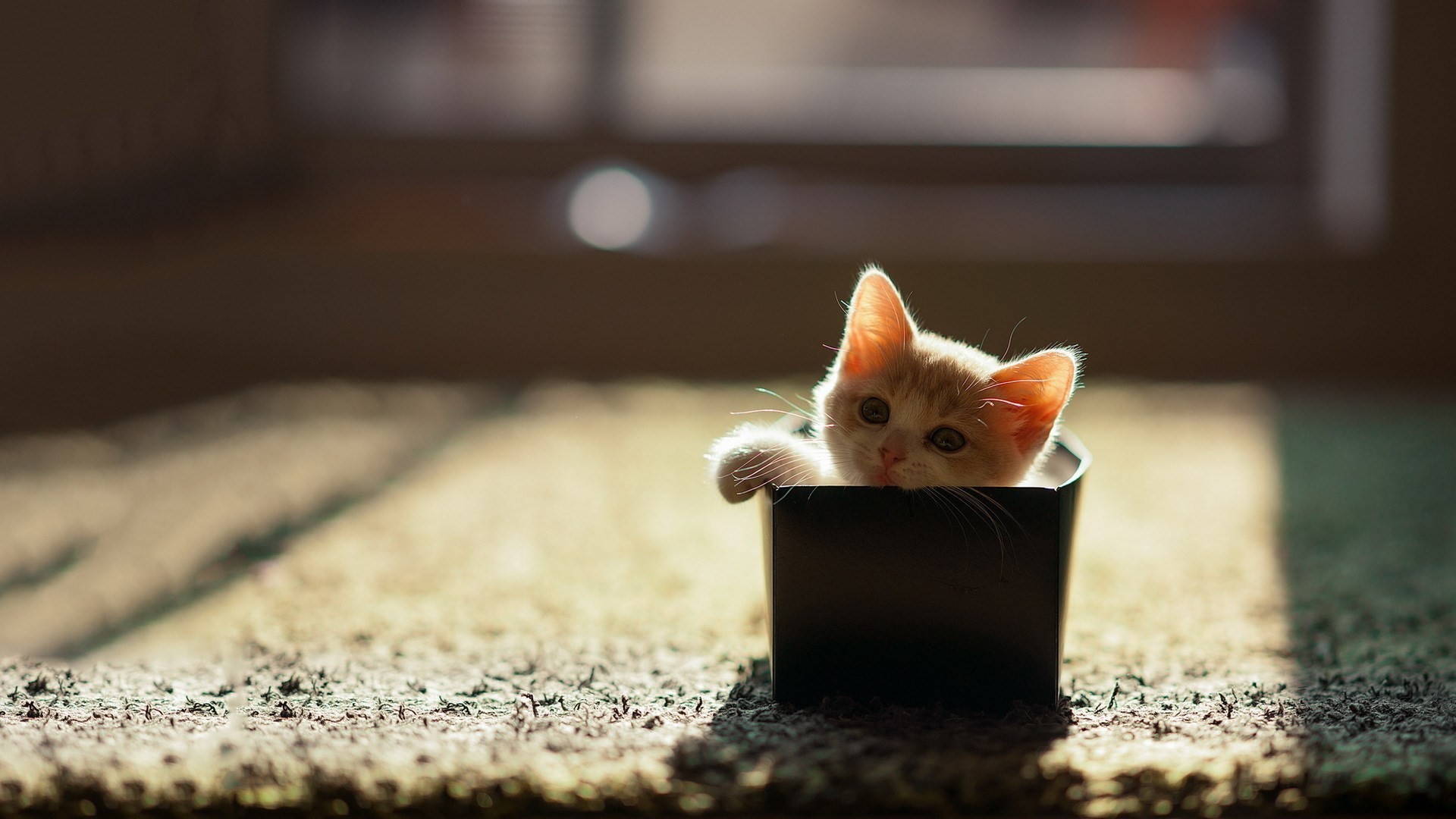 Cute Cat Wallpaper Hd - Kolpaper - Awesome Free Hd Wallpapers