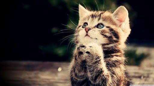 Cute Cat Wallpaper 1 Cute Cat Wallpaper