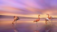 Flamingoes Sunset Wallpaper