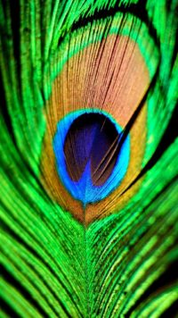 Peacock Feather Iphone Wallpaper