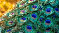 Peacock Feather Wallpaper Hd
