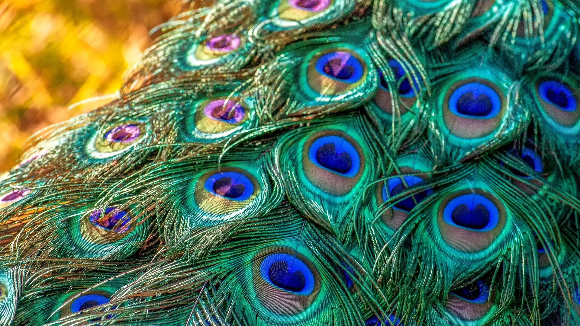 Peacock Feather Wallpaper Hd - KoLPaPer - Awesome Free HD Wallpapers